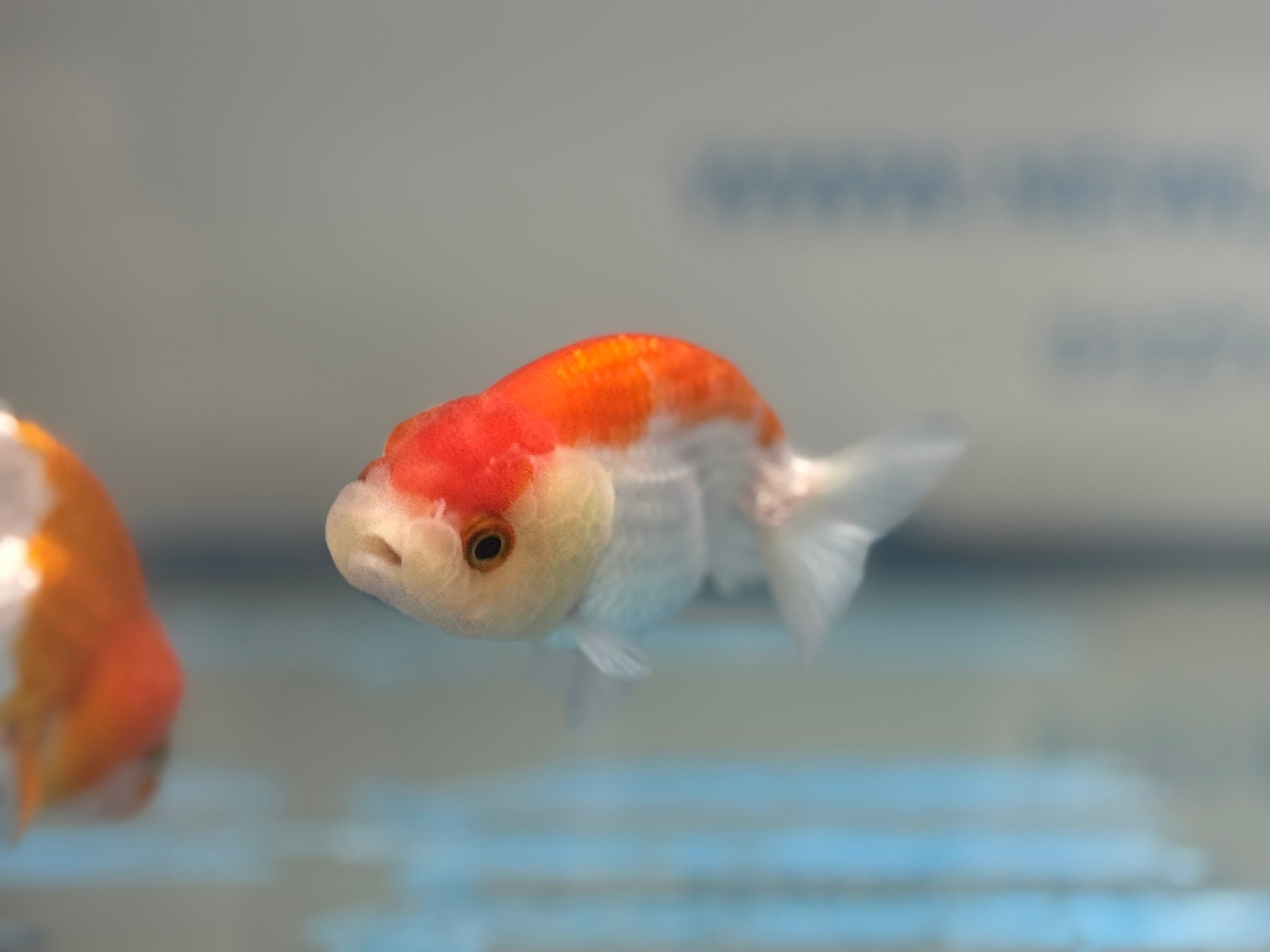 Lionhead Red/White 8 - 9cm Fancy Goldfish - Newlyn - pets - Newlyn - pets - 