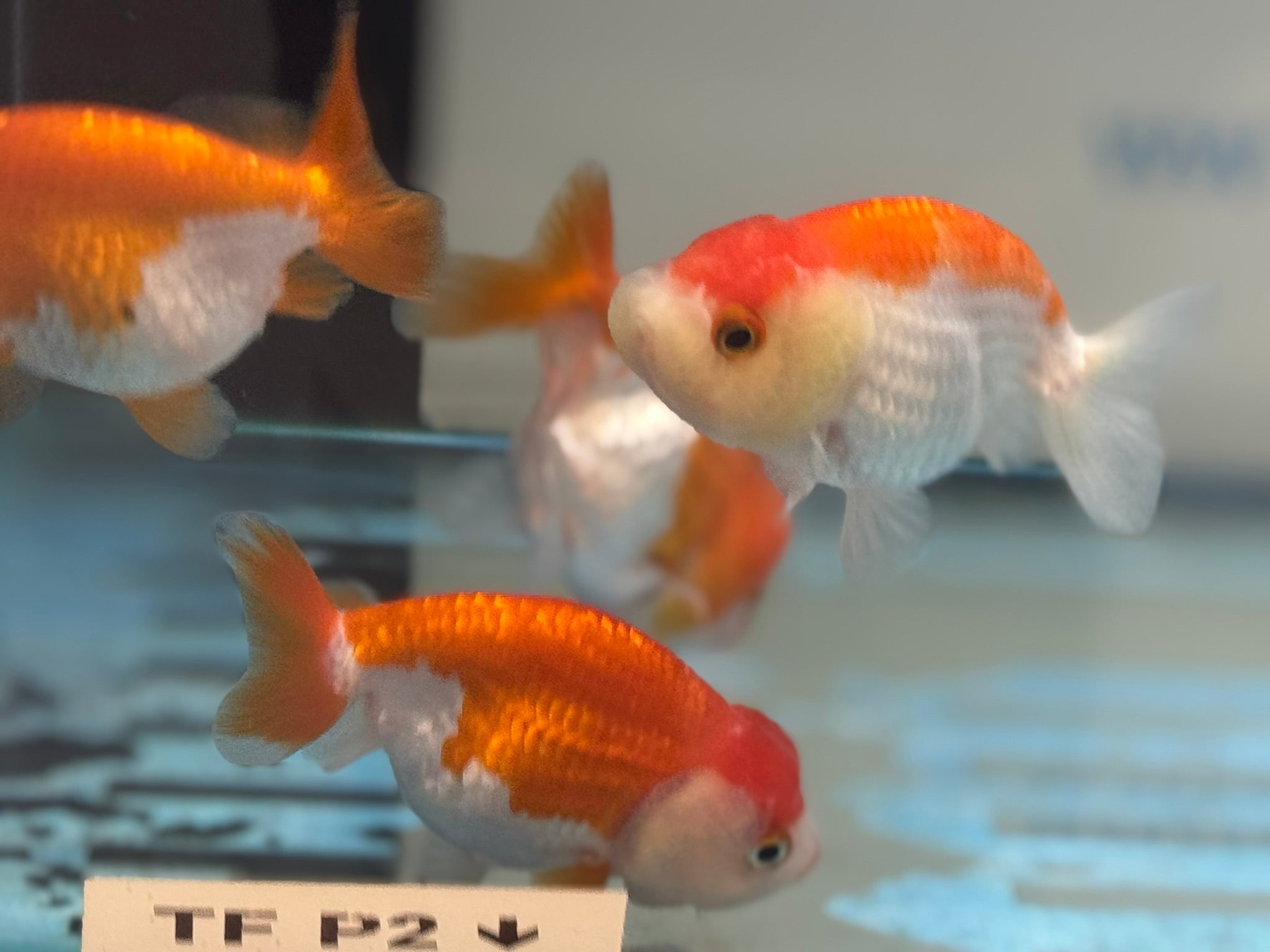 Lionhead Red/White 8 - 9cm Fancy Goldfish - Newlyn - pets - Newlyn - pets - 