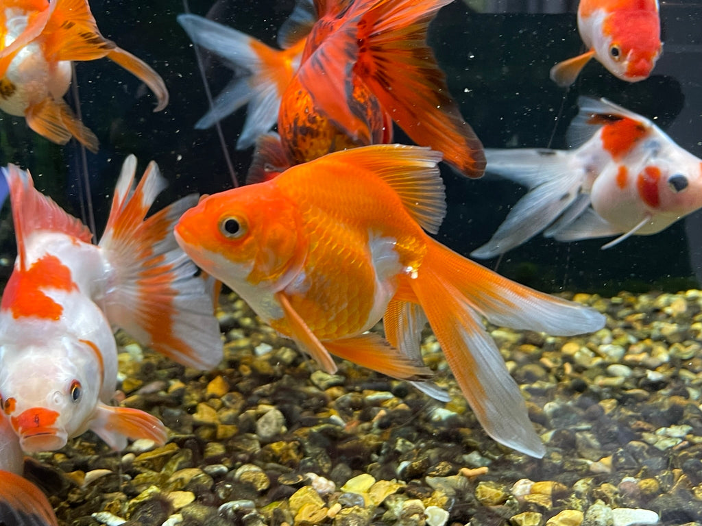 Long Tail Ryukin 8 - 10cm (BF7B) - Newlyn - pets - Newlyn - pets - 