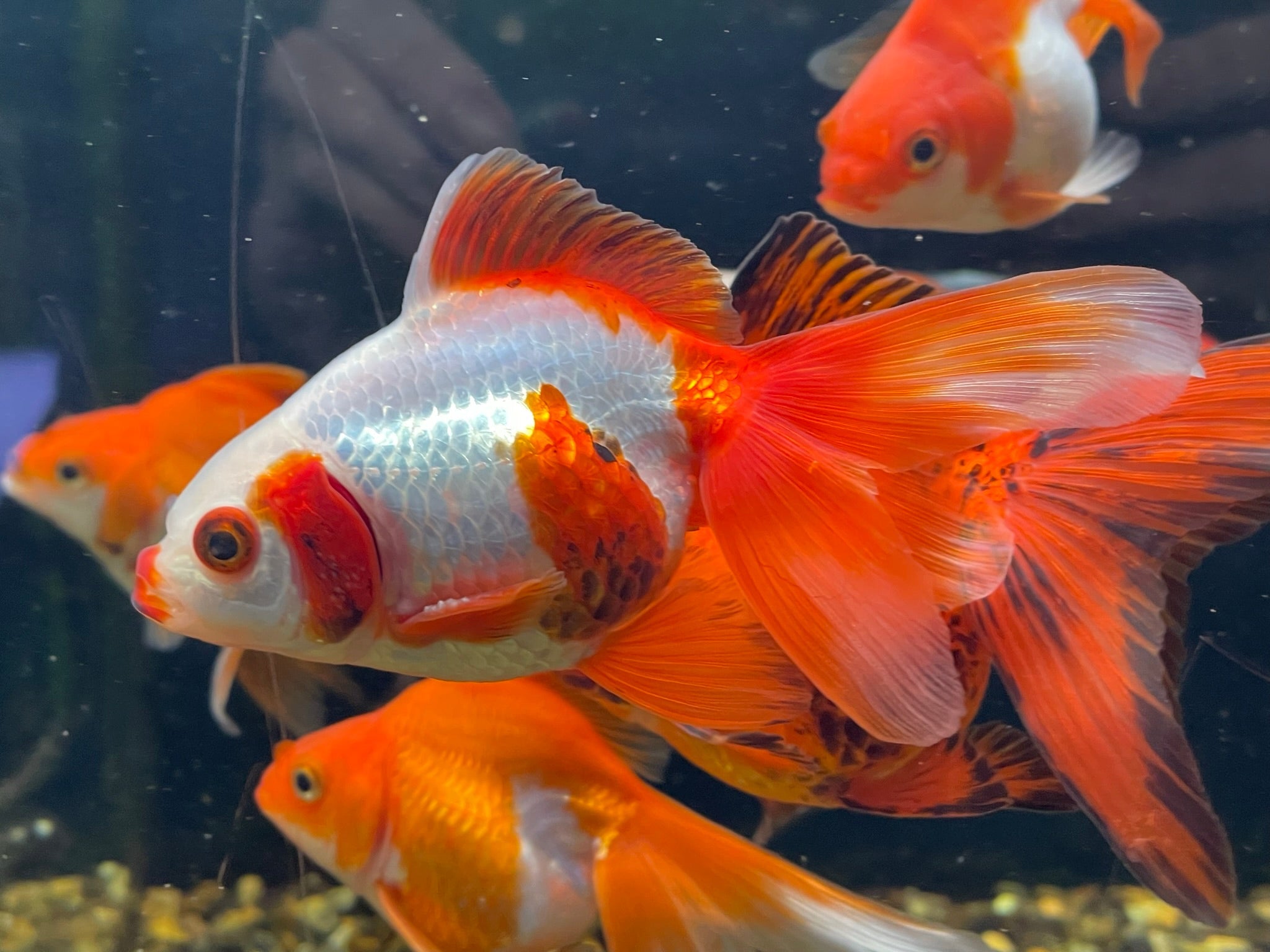 Long Tail Ryukin 8 - 10cm (BF7B) - Newlyn - pets - Newlyn - pets - 