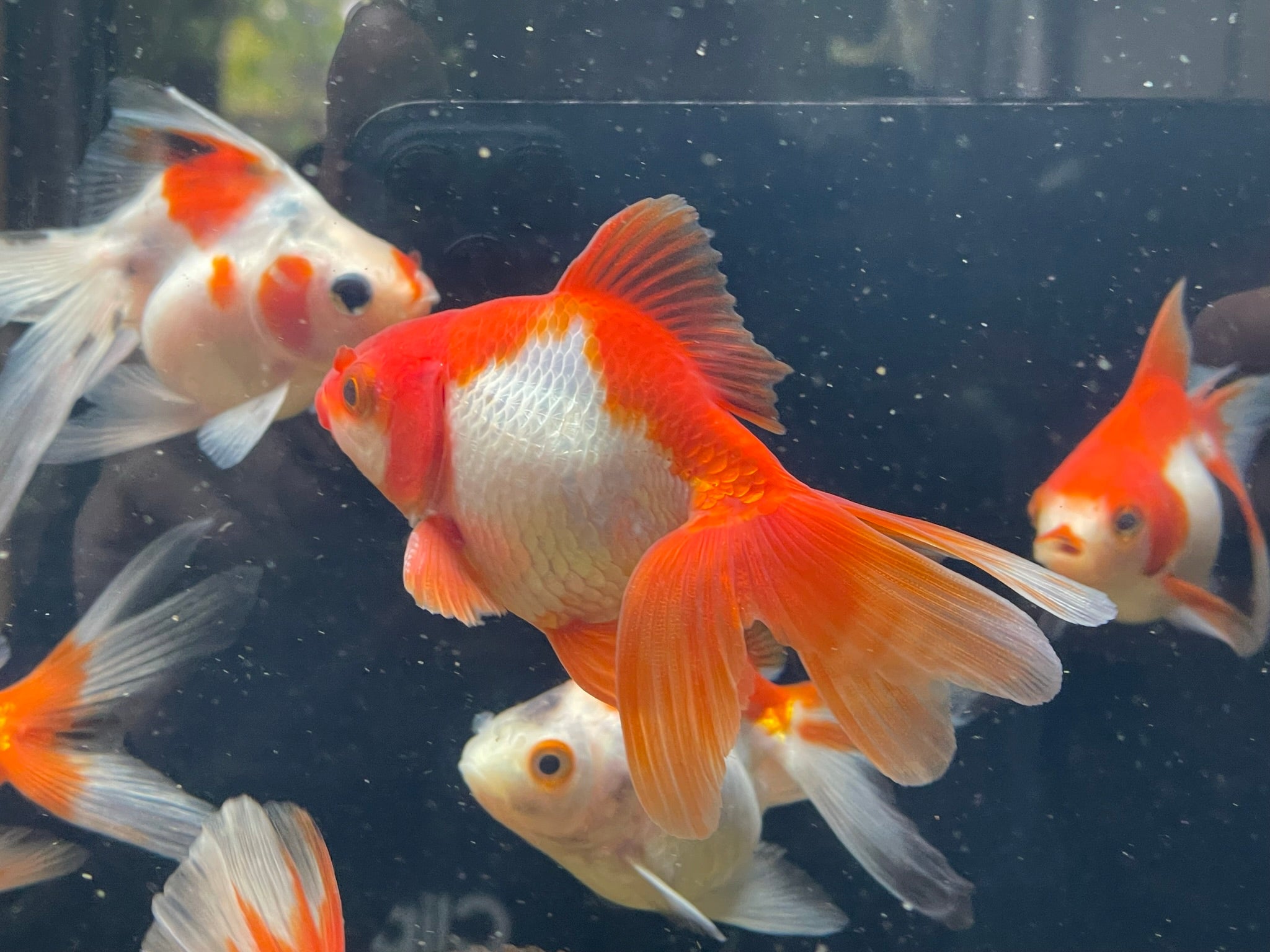 Long Tail Ryukin 8 - 10cm (BF7B) - Newlyn - pets - Newlyn - pets - 