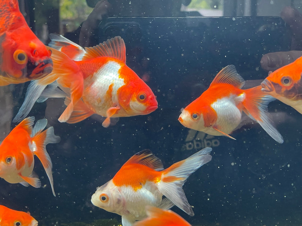 Long Tail Ryukin 8 - 10cm (BF7B) - Newlyn - pets - Newlyn - pets - 