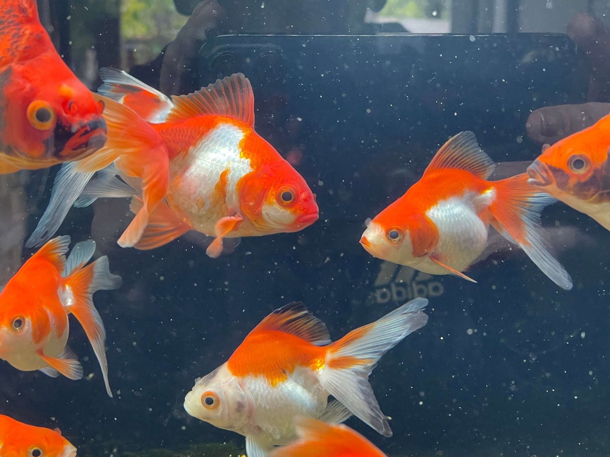 Long Tail Ryukin 8 - 10cm (BF7B) - Newlyn - pets - Newlyn - pets - 