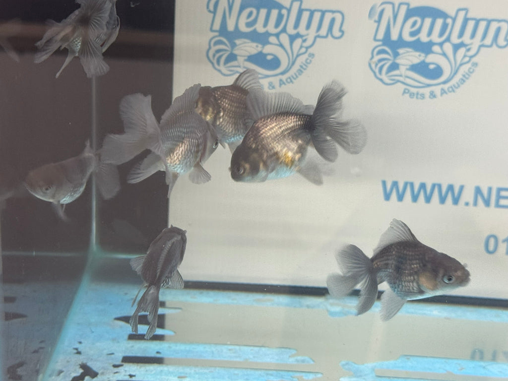 Metallic Blue Peacock Tail Oranda Fancy Goldfish 6cm - Newlyn - pets - Newlyn - pets - 