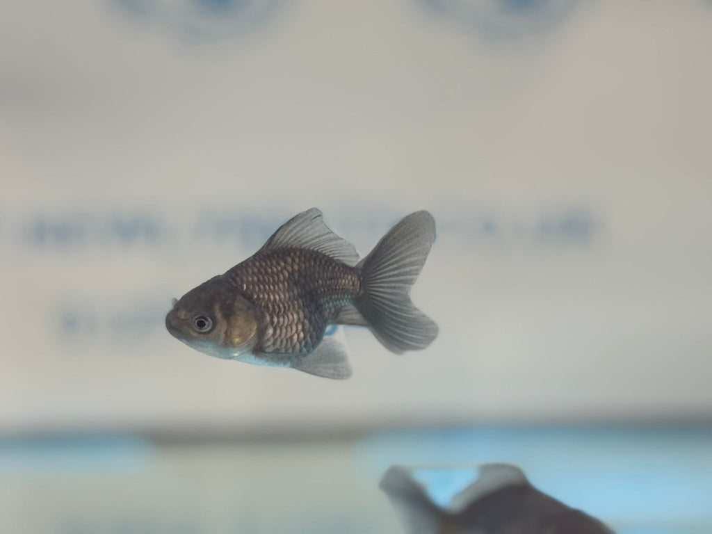 Metallic Blue Peacock Tail Oranda Fancy Goldfish 6cm - Newlyn - pets - Newlyn - pets - 