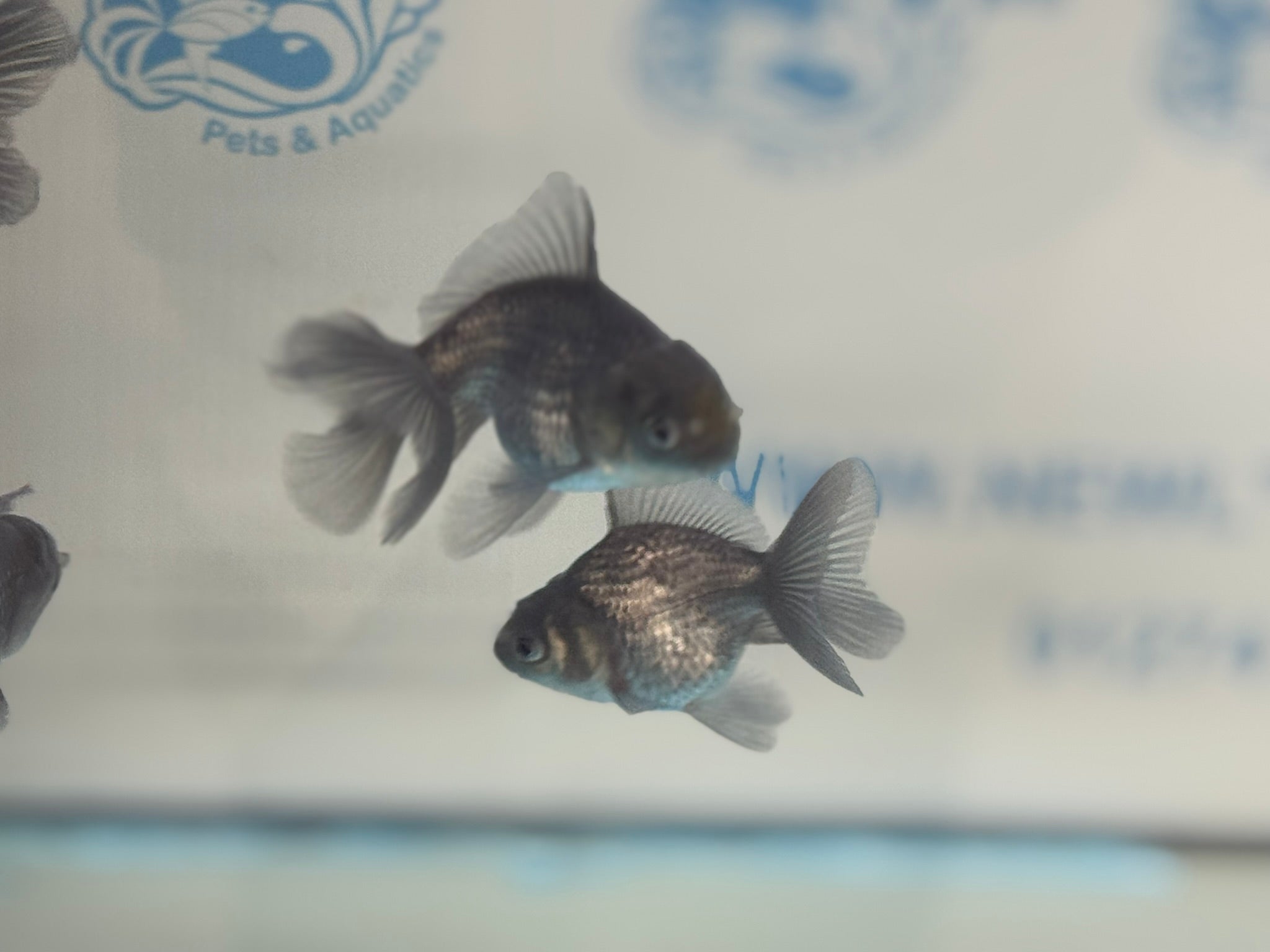 Metallic Blue Peacock Tail Oranda Fancy Goldfish 6cm - Newlyn - pets - Newlyn - pets - 