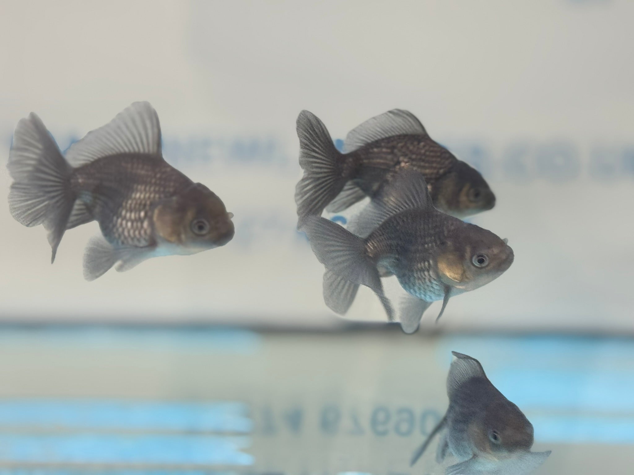 Metallic Blue Peacock Tail Oranda Fancy Goldfish 6cm - Newlyn - pets - Newlyn - pets - 