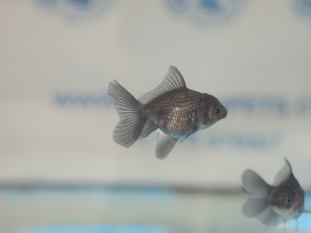 Metallic Blue Peacock Tail Oranda Fancy Goldfish 6cm - Newlyn - pets - Newlyn - pets - 