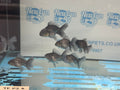 Metallic Blue Peacock Tail Oranda Fancy Goldfish 6cm - Newlyn - pets - Newlyn - pets - 