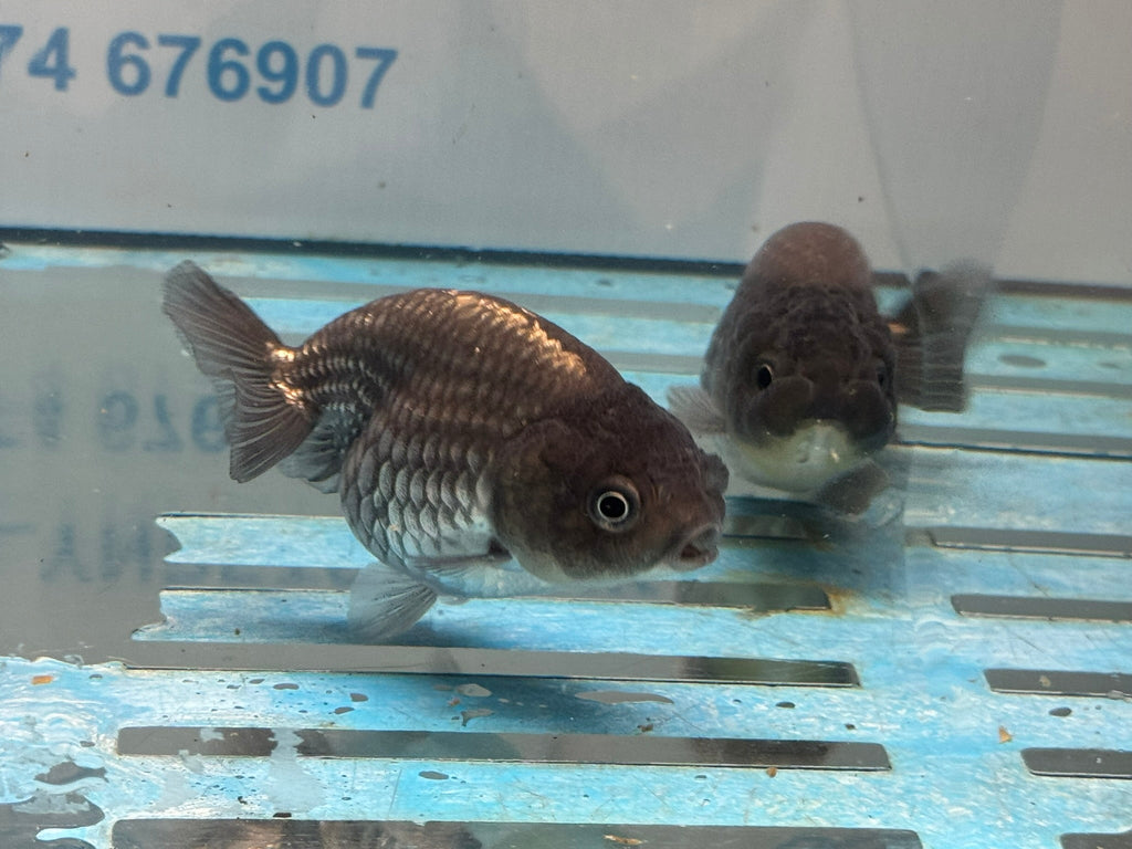 Metallic Blue Ranchu 7 - 9cm Fancy Goldfish - Newlyn - pets - Newlyn - pets - 