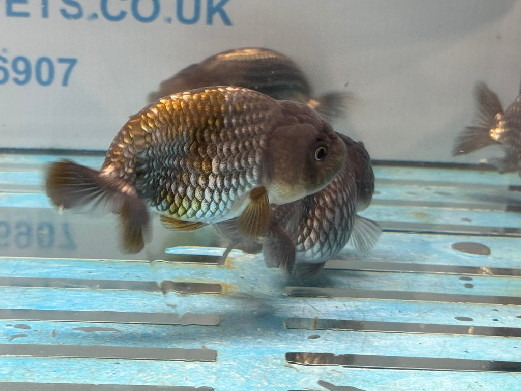 Metallic Blue Ranchu 7 - 9cm Fancy Goldfish - Newlyn - pets - Newlyn - pets - 