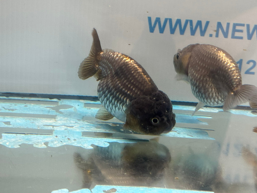 Metallic Blue Ranchu 7 - 9cm Fancy Goldfish - Newlyn - pets - Newlyn - pets - 