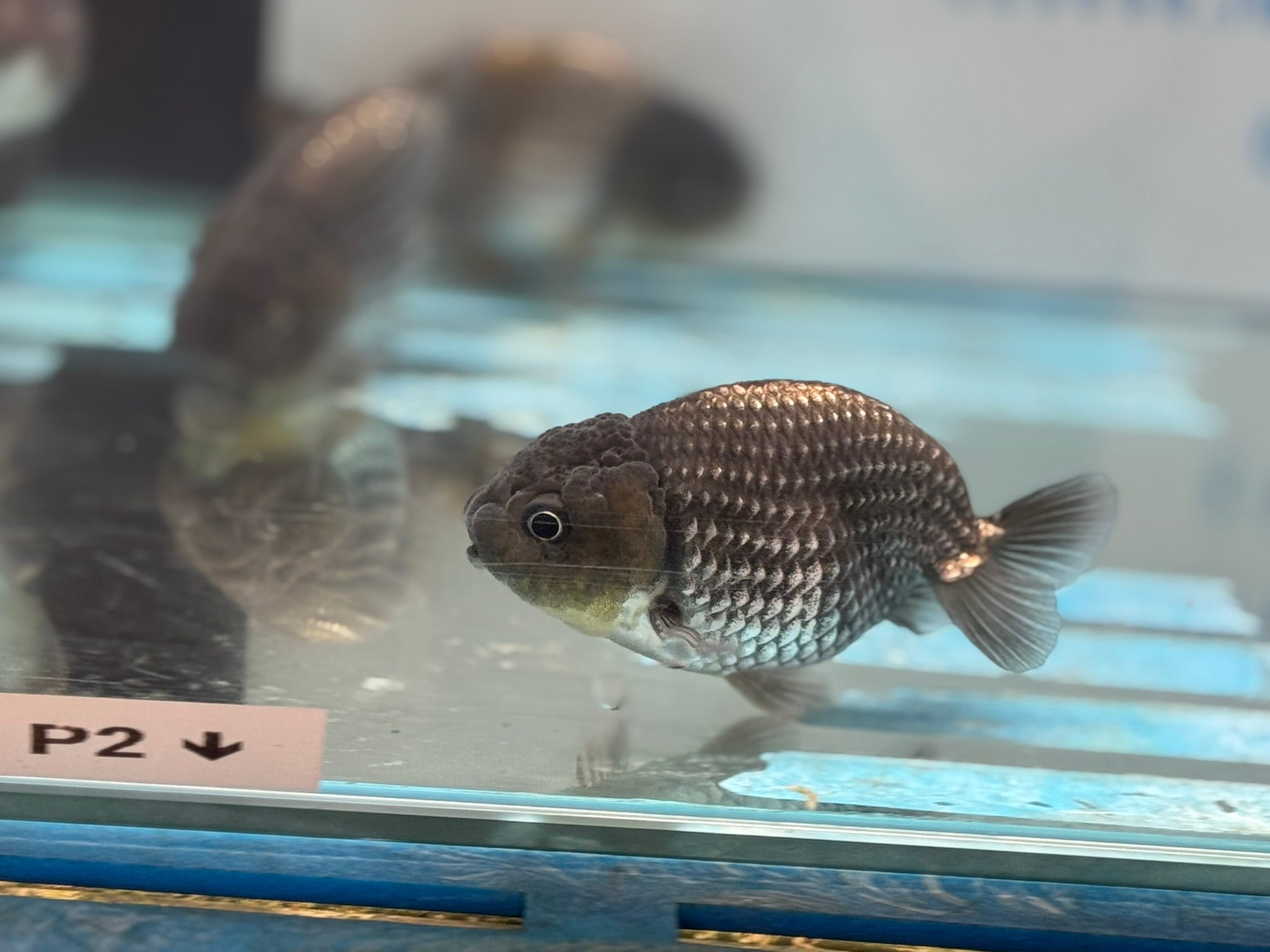 Metallic Blue Ranchu 7 - 9cm Fancy Goldfish - Newlyn - pets - Newlyn - pets - 