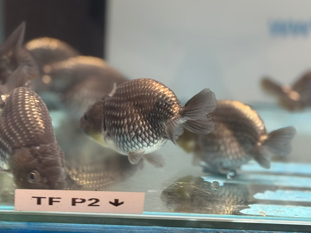 Metallic Blue Ranchu 7 - 9cm Fancy Goldfish - Newlyn - pets - Newlyn - pets - 