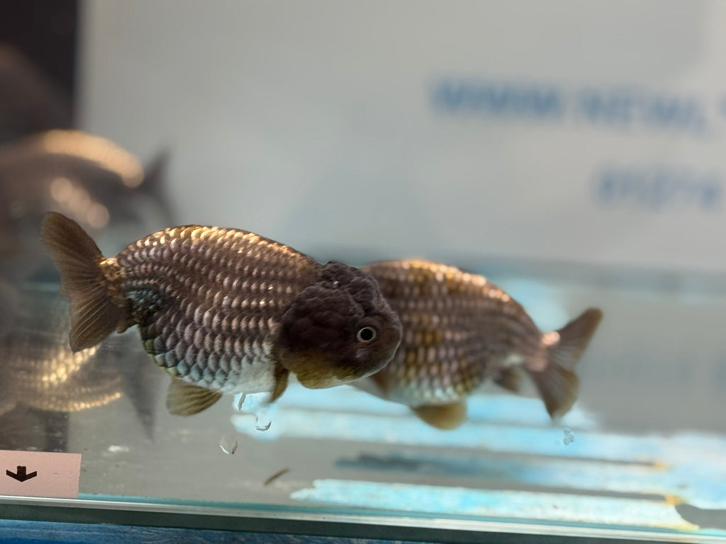 Metallic Blue Ranchu 7 - 9cm Fancy Goldfish - Newlyn - pets - Newlyn - pets - 