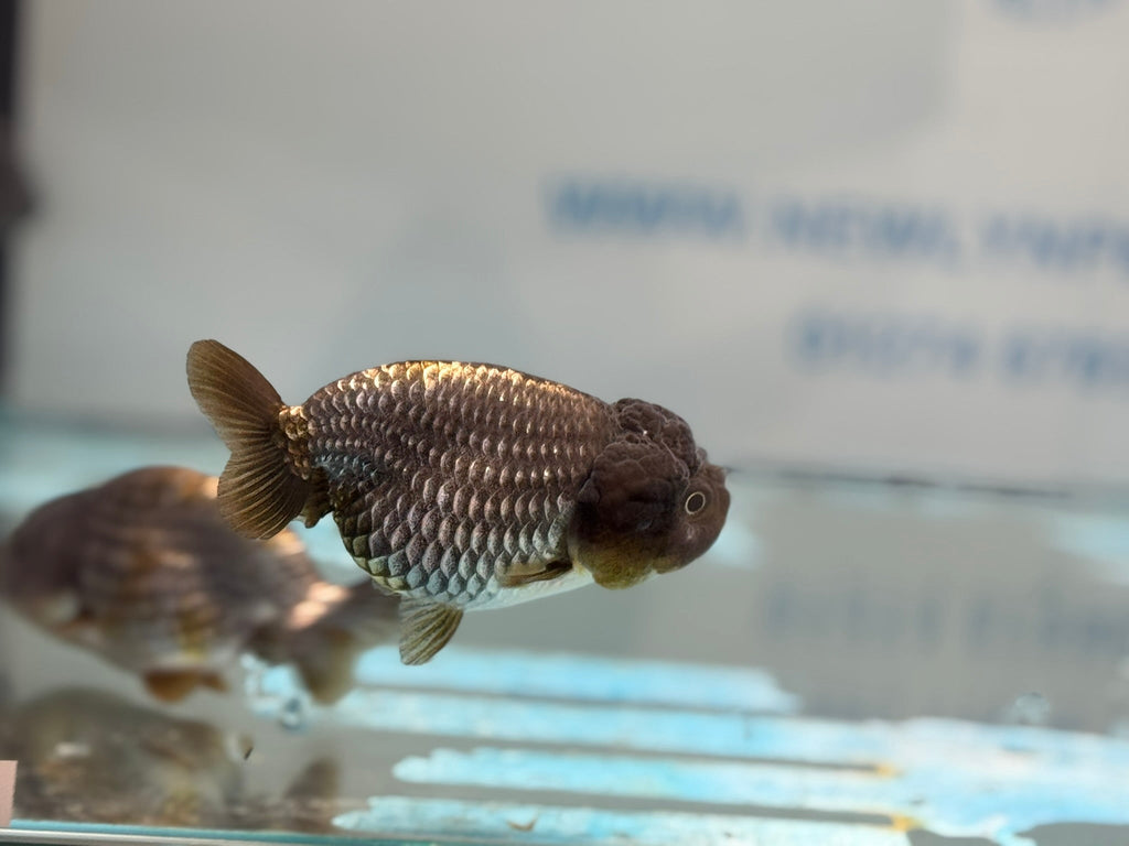 Metallic Blue Ranchu 7 - 9cm Fancy Goldfish - Newlyn - pets - Newlyn - pets - 