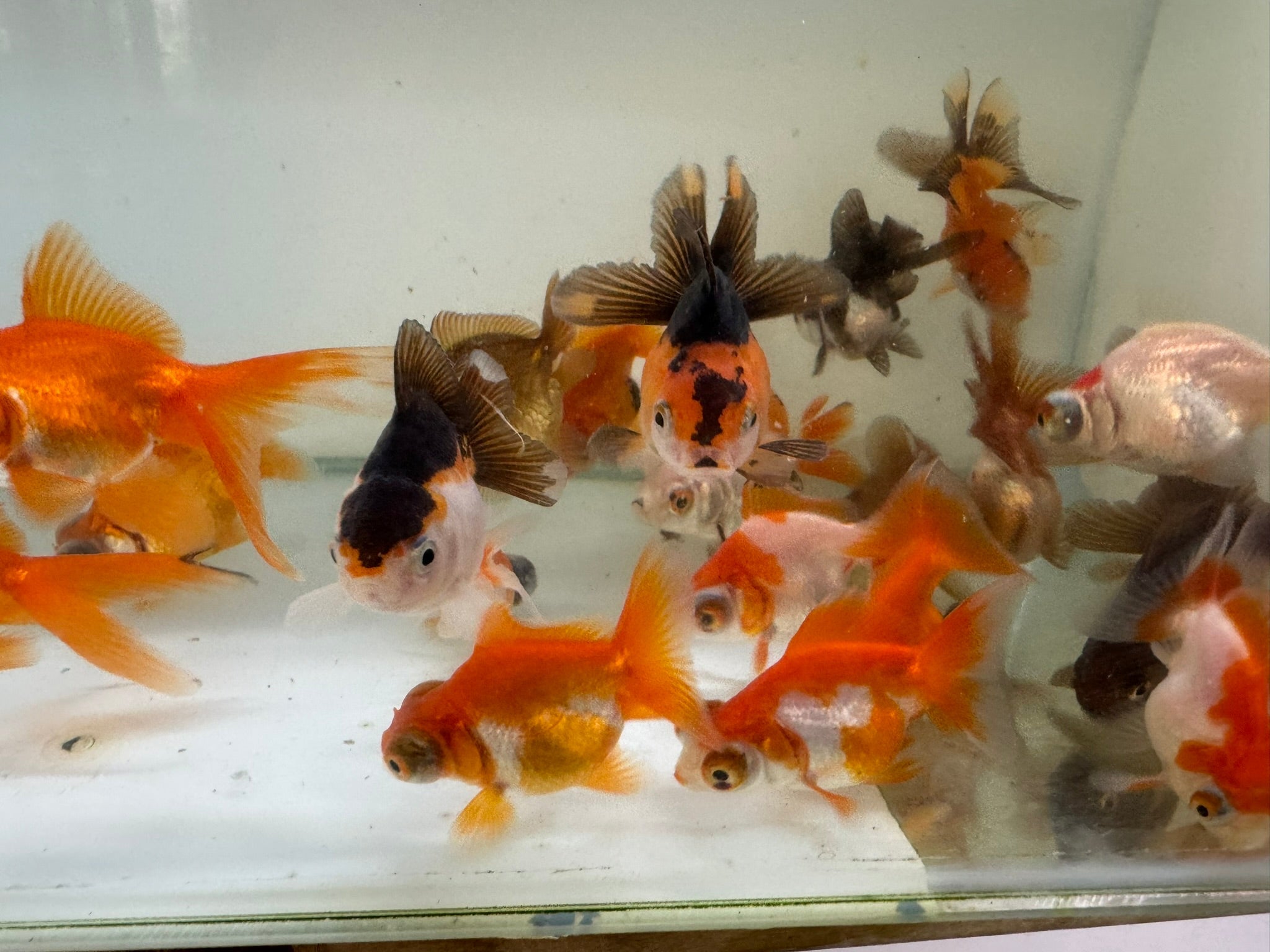 Mixed Fancy Goldfish 4 - 6cm (Picked at random) - Newlyn - pets - Newlyn - pets - 