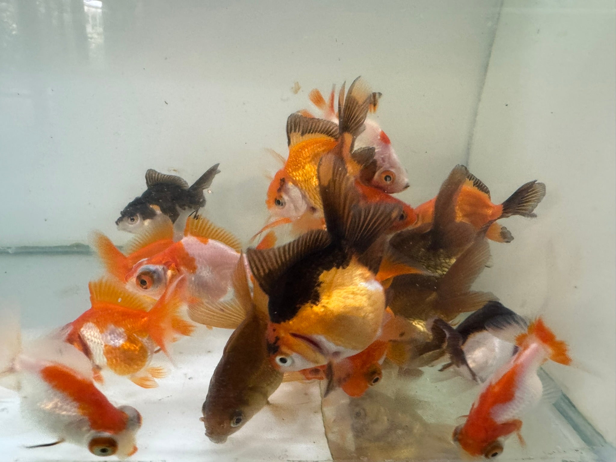 Mixed Fancy Goldfish 4 - 6cm (Picked at random) - Newlyn - pets - Newlyn - pets - 