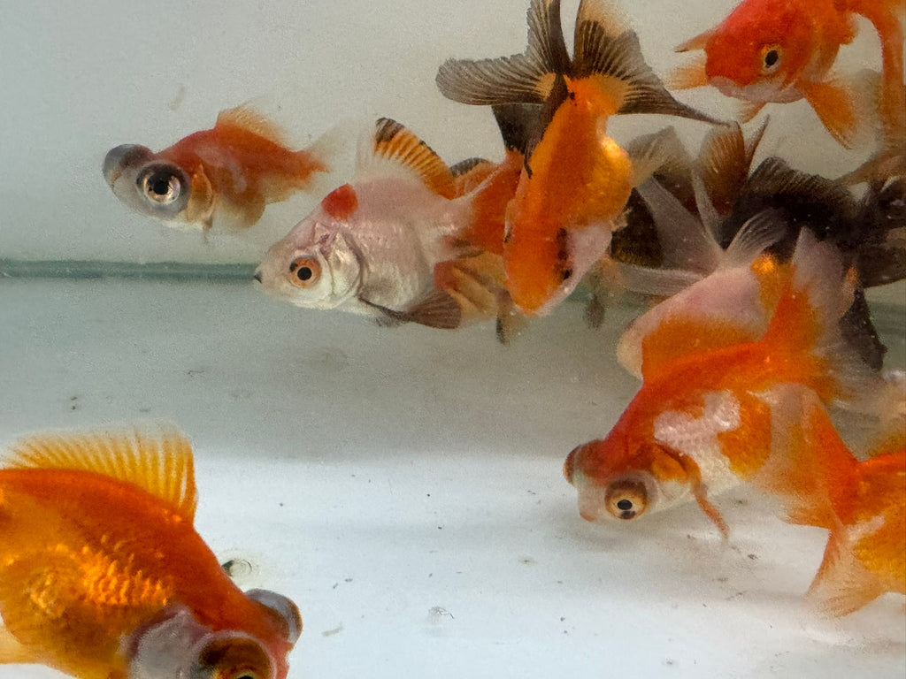 Mixed Fancy Goldfish 4 - 6cm (Picked at random) - Newlyn - pets - Newlyn - pets - 