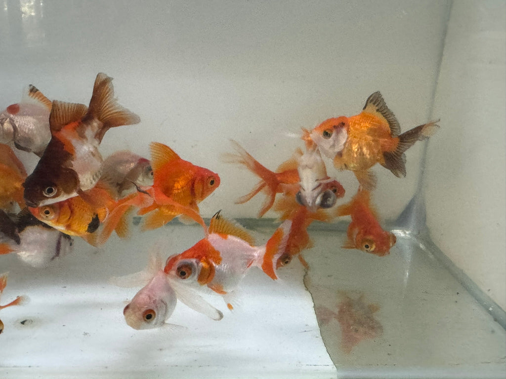 Mixed Fancy Goldfish 4 - 6cm (Picked at random) - Newlyn - pets - Newlyn - pets - 