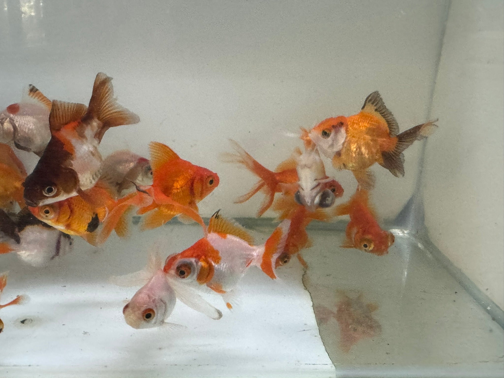 Mixed Fancy Goldfish 4 - 6cm (Picked at random) - Newlyn - pets - Newlyn - pets - 