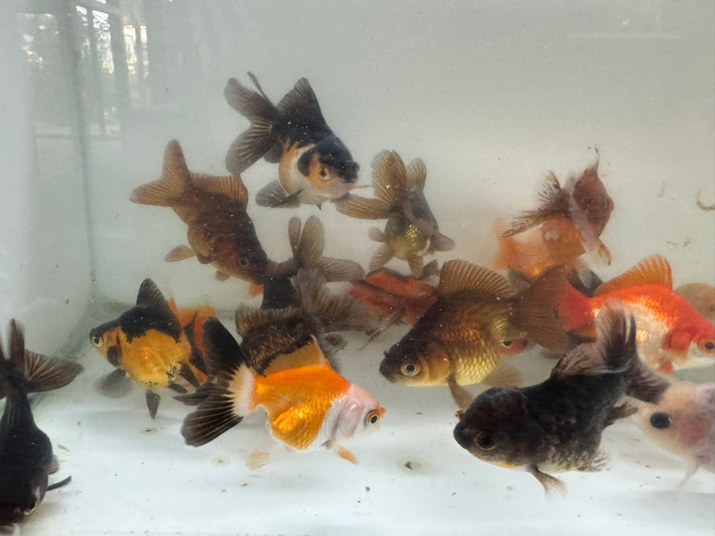 Mixed Fancy Goldfish 6 - 7cm (Picked at random) Oranda, Telescope, Black Moor, Ryukin - Newlyn - pets - Newlyn - pets - 
