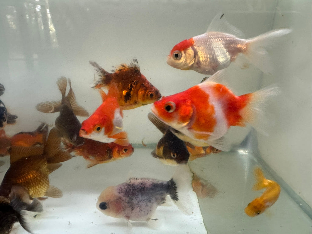 Mixed Fancy Goldfish 6 - 7cm (Picked at random) Oranda, Telescope, Black Moor, Ryukin - Newlyn - pets - Newlyn - pets - 