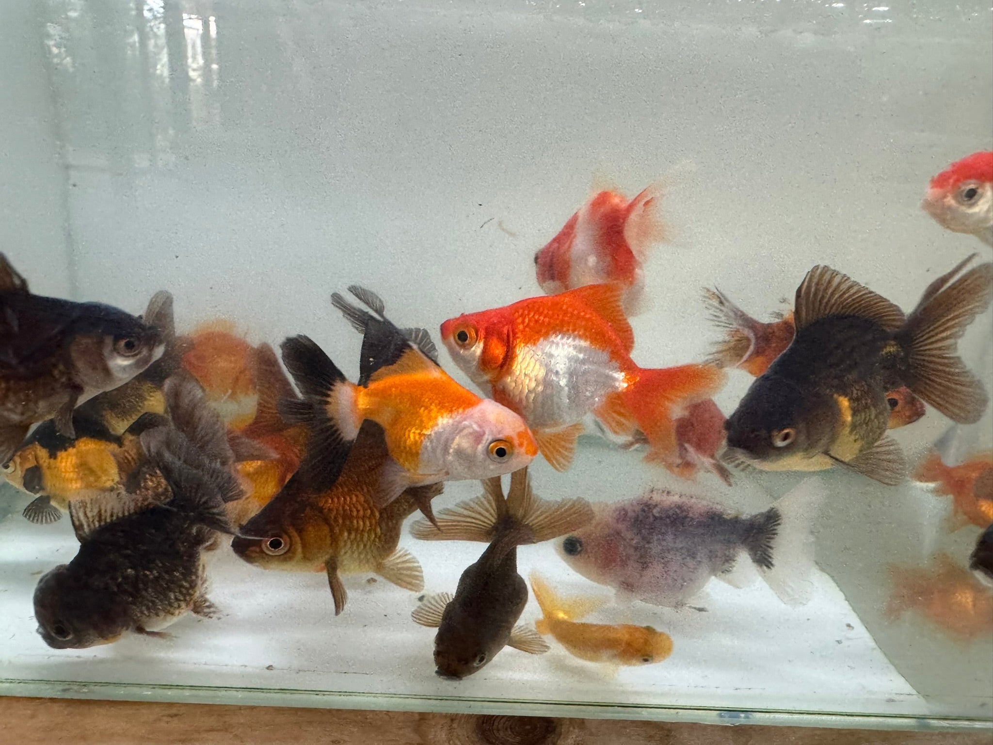 Mixed Fancy Goldfish 6 - 7cm (Picked at random) Oranda, Telescope, Black Moor, Ryukin - Newlyn - pets - Newlyn - pets - 