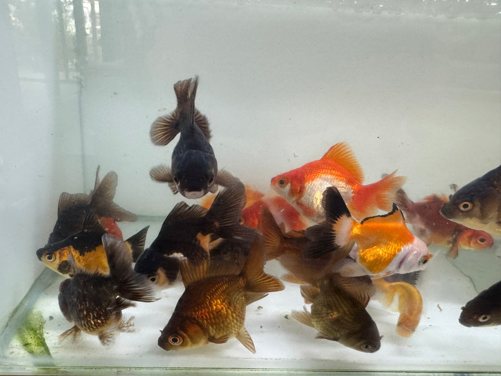 Mixed Fancy Goldfish 6 - 7cm (Picked at random) Oranda, Telescope, Black Moor, Ryukin - Newlyn - pets - Newlyn - pets - 