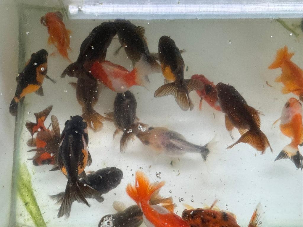 Mixed Fancy Goldfish 6 - 7cm (Picked at random) Oranda, Telescope, Black Moor, Ryukin - Newlyn - pets - Newlyn - pets - 
