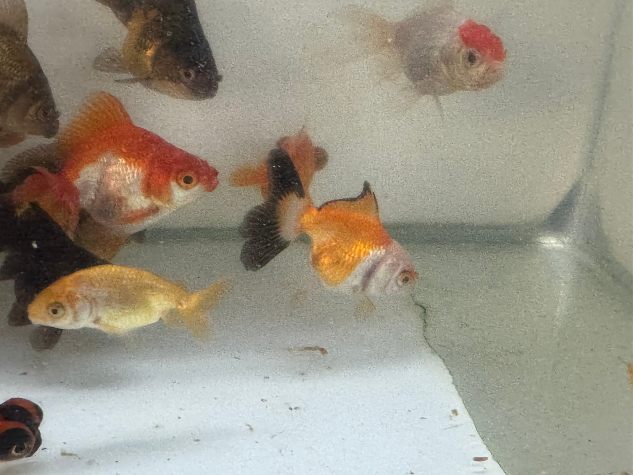 Mixed Fancy Goldfish 6 - 7cm (Picked at random) Oranda, Telescope, Black Moor, Ryukin - Newlyn - pets - Newlyn - pets - 