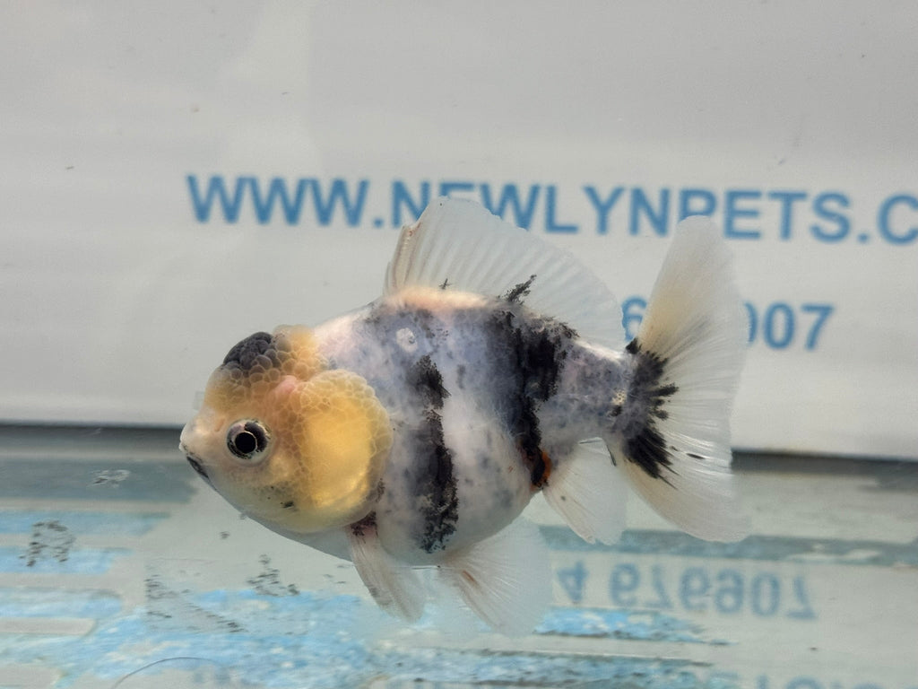 Oranda 10cm OR1 (Fish in photo) - Newlyn - pets - Newlyn - pets - 