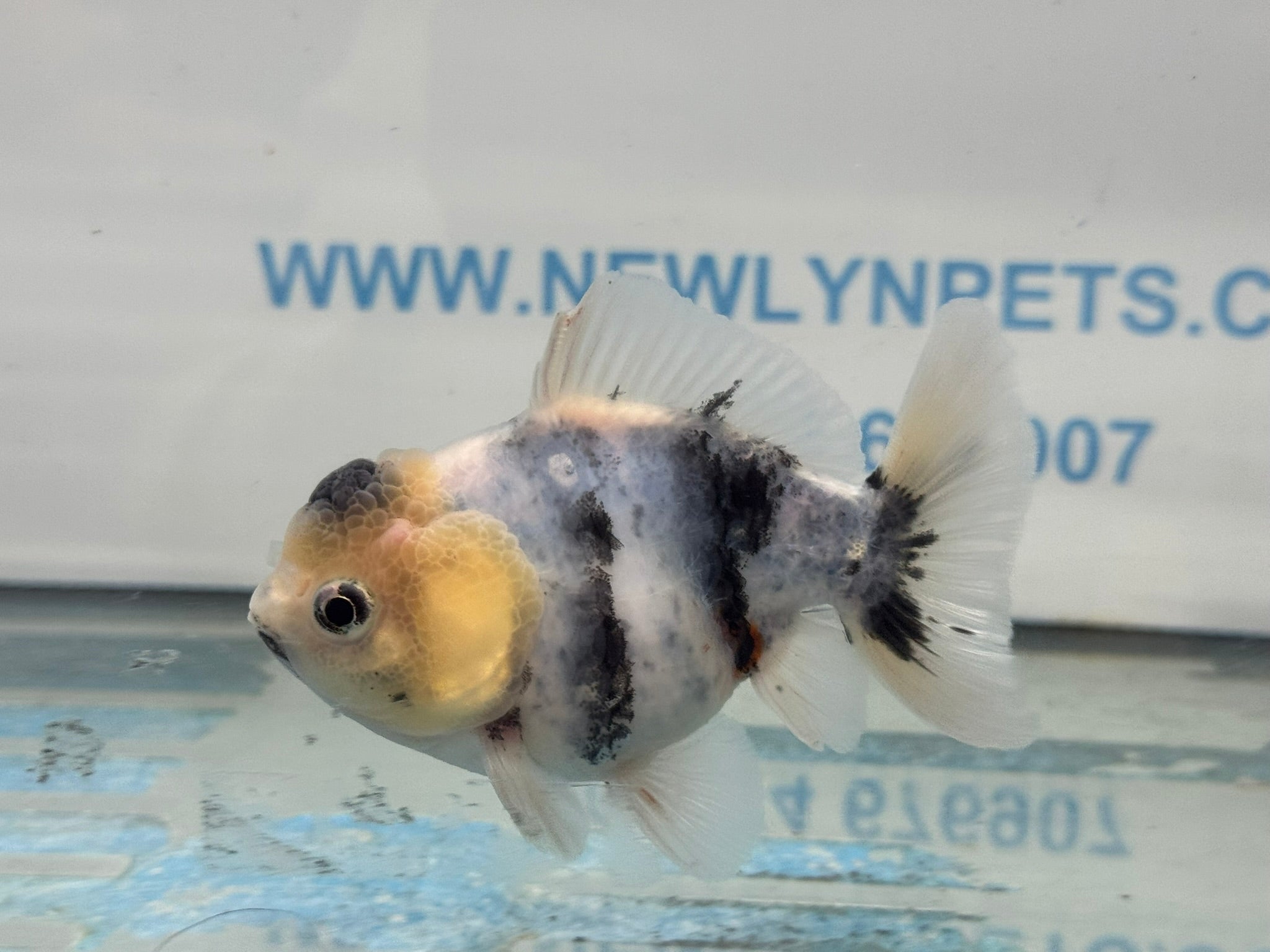 Oranda 10cm OR1 (Fish in photo) - Newlyn - pets - Newlyn - pets - 