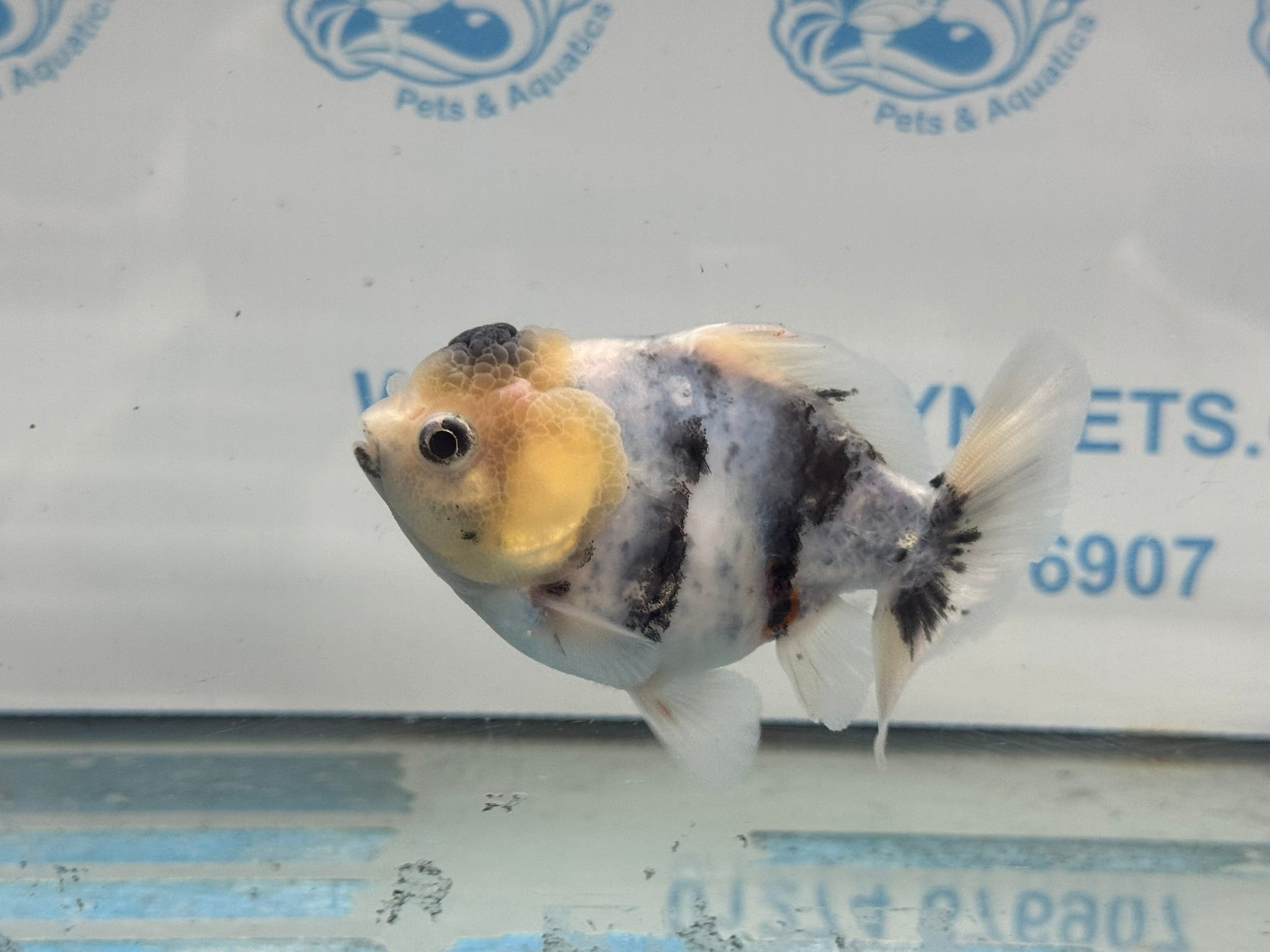 Oranda 10cm OR1 (Fish in photo) - Newlyn - pets - Newlyn - pets - 