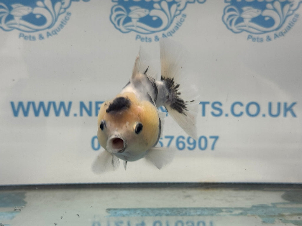 Oranda 10cm OR1 (Fish in photo) - Newlyn - pets - Newlyn - pets - 