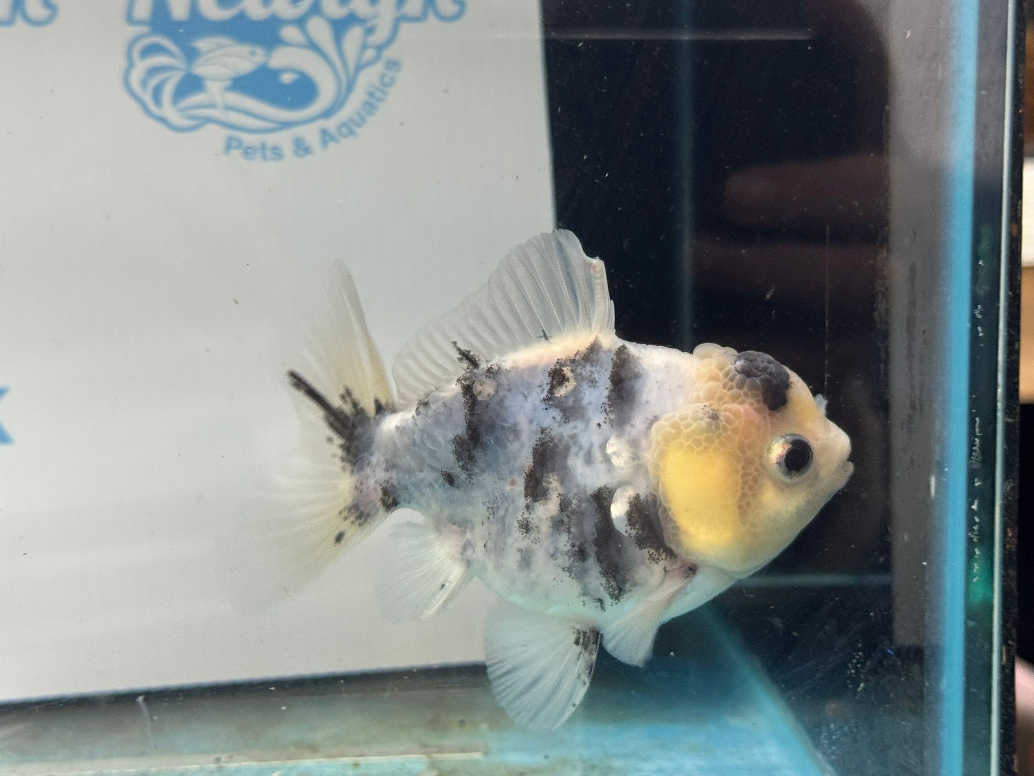 Oranda 10cm OR1 (Fish in photo) - Newlyn - pets - Newlyn - pets - 