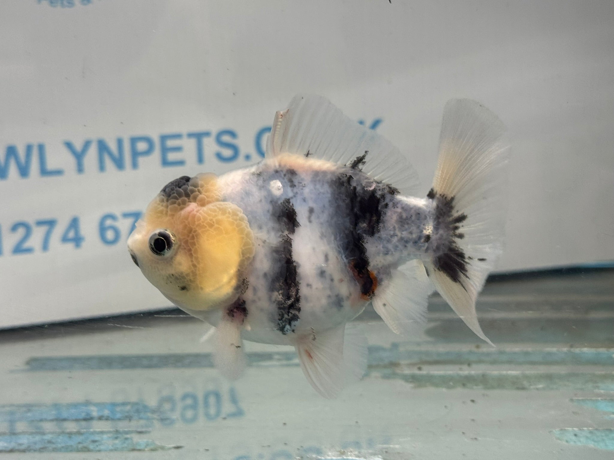 Oranda 10cm OR1 (Fish in photo) - Newlyn - pets - Newlyn - pets - 