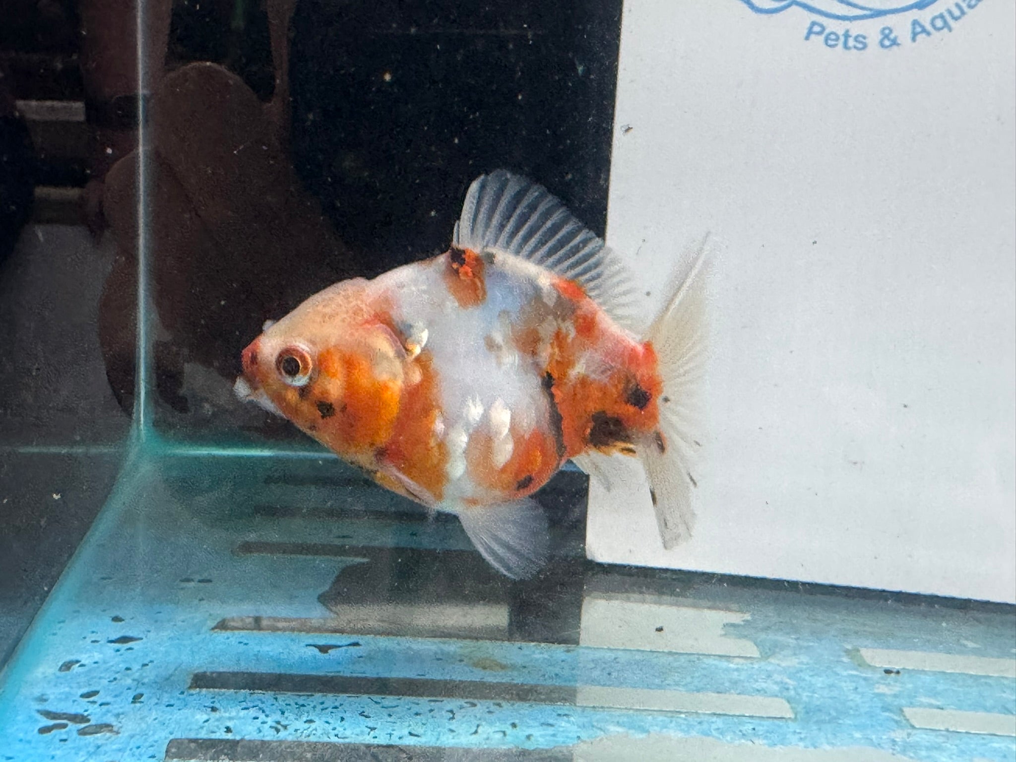 Oranda 10cm OR2 (Fish in photo) - Newlyn - pets - Newlyn - pets - 