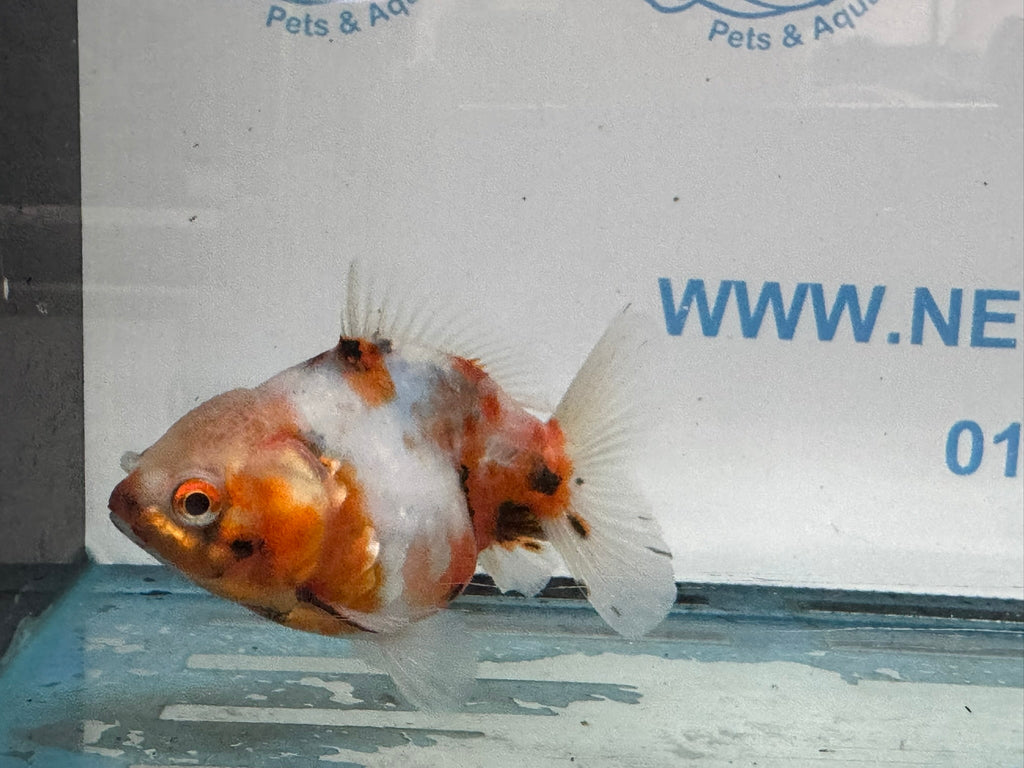 Oranda 10cm OR2 (Fish in photo) - Newlyn - pets - Newlyn - pets - 
