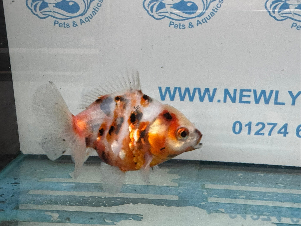 Oranda 10cm OR2 (Fish in photo) - Newlyn - pets - Newlyn - pets - 