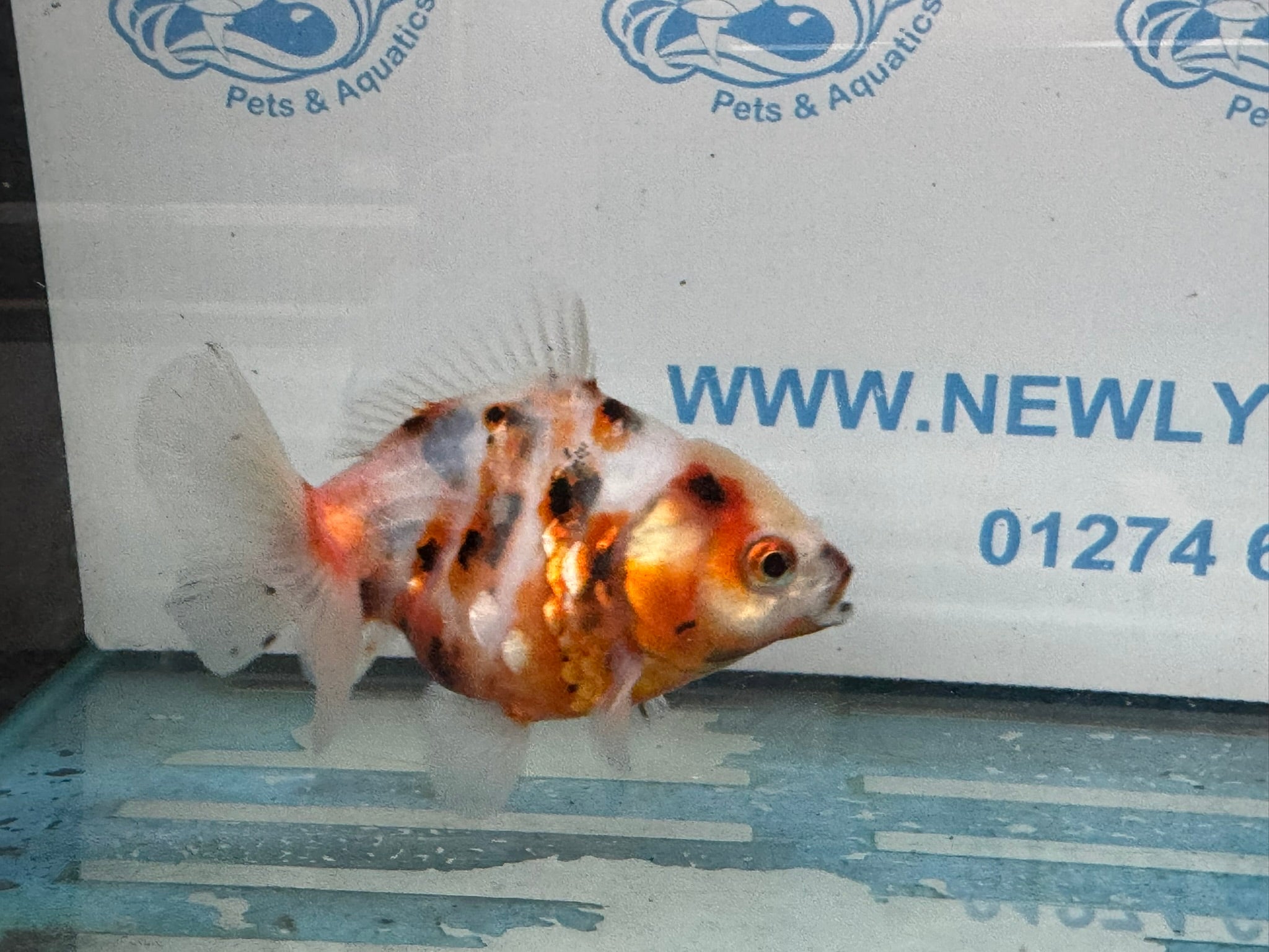 Oranda 10cm OR2 (Fish in photo) - Newlyn - pets - Newlyn - pets - 