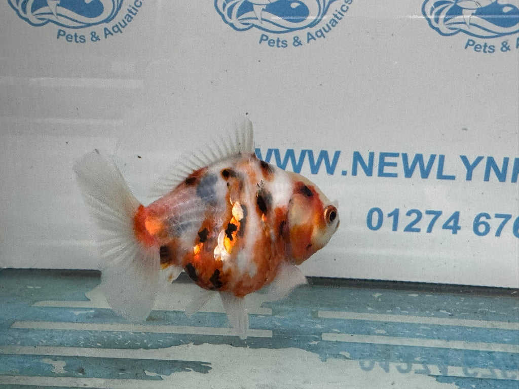 Oranda 10cm OR2 (Fish in photo) - Newlyn - pets - Newlyn - pets - 