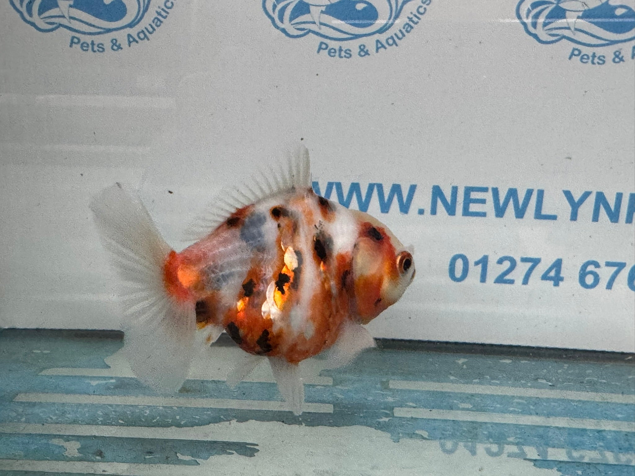 Oranda 10cm OR2 (Fish in photo) - Newlyn - pets - Newlyn - pets - 