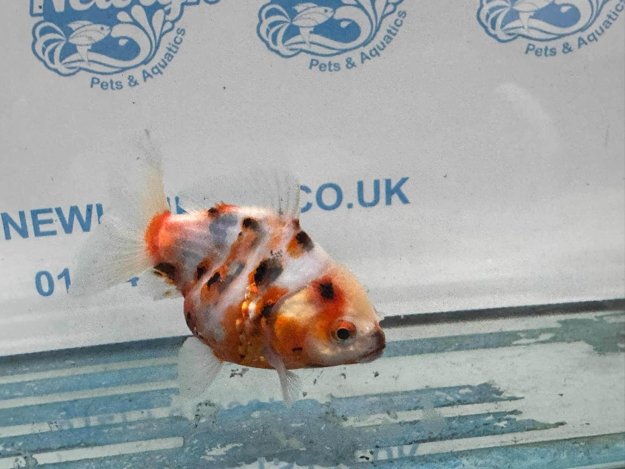 Oranda 10cm OR2 (Fish in photo) - Newlyn - pets - Newlyn - pets - 