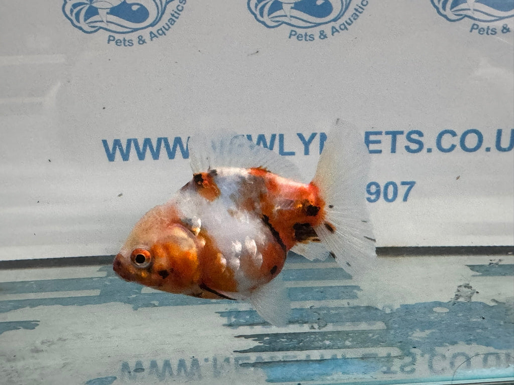 Oranda 10cm OR2 (Fish in photo) - Newlyn - pets - Newlyn - pets - 