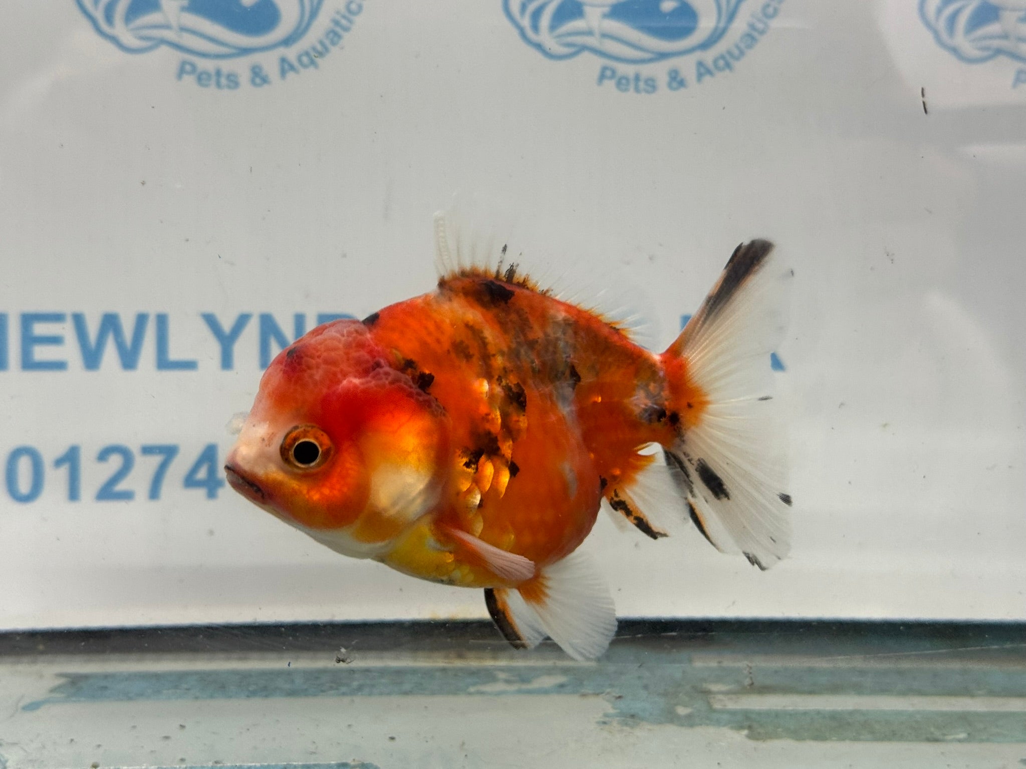 Oranda 10cm OR5 (Fish in photo) - Newlyn - pets - Newlyn - pets - 