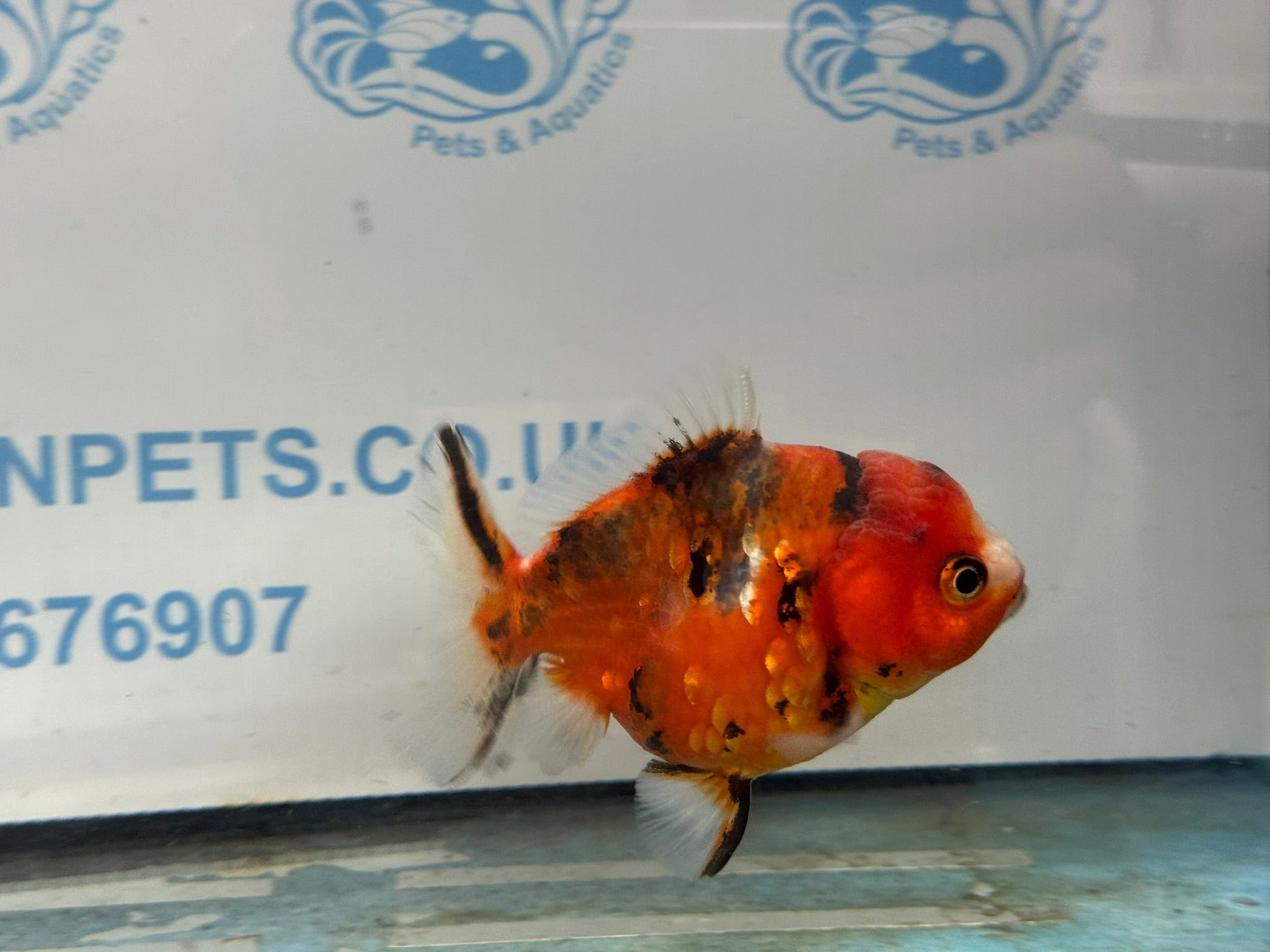 Oranda 10cm OR5 (Fish in photo) - Newlyn - pets - Newlyn - pets - 