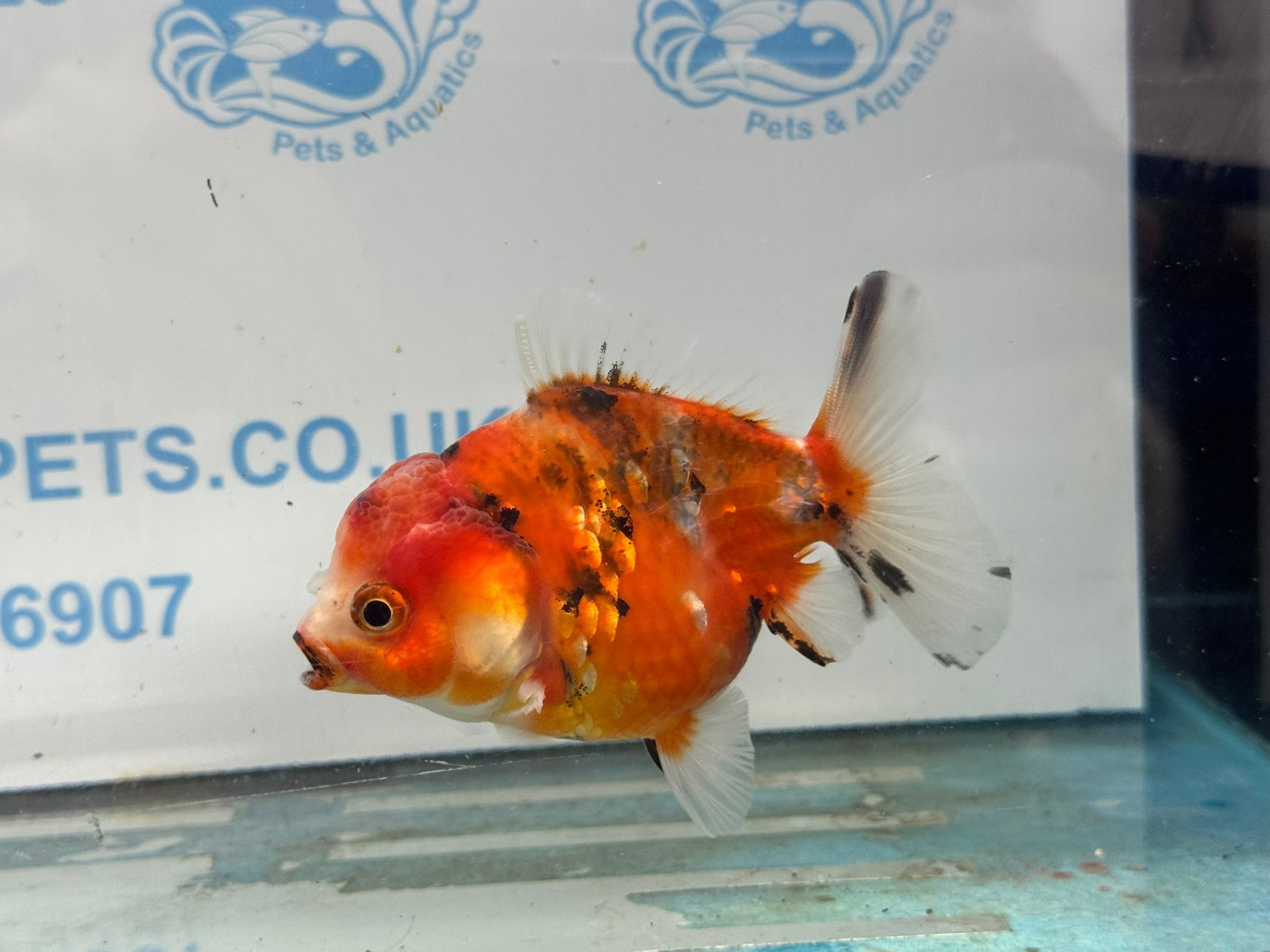 Oranda 10cm OR5 (Fish in photo) - Newlyn - pets - Newlyn - pets - 