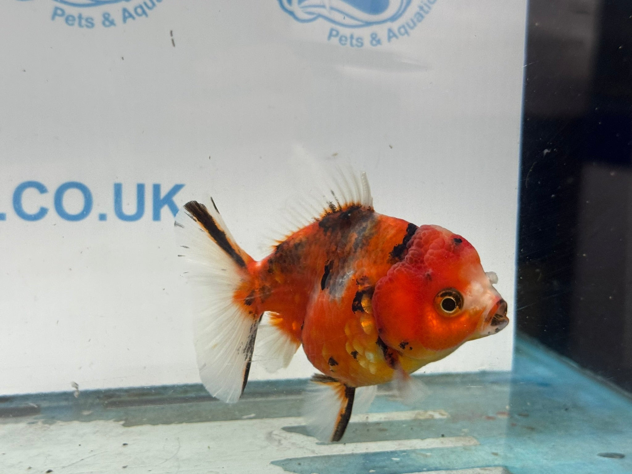Oranda 10cm OR5 (Fish in photo) - Newlyn - pets - Newlyn - pets - 