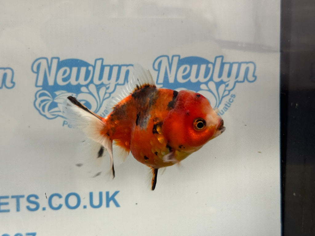 Oranda 10cm OR5 (Fish in photo) - Newlyn - pets - Newlyn - pets - 
